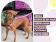 Canela