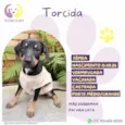 Torcida