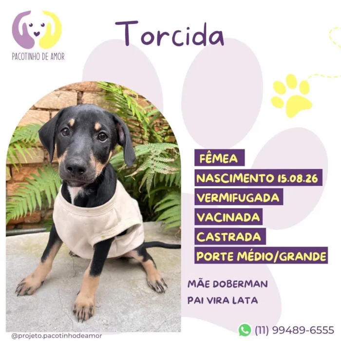Cachorro raça SRD-ViraLata idade 2 a 6 meses nome Torcida