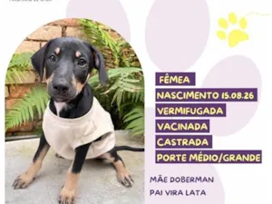 Cachorro raça SRD-ViraLata idade 2 a 6 meses nome Torcida