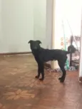 Rex