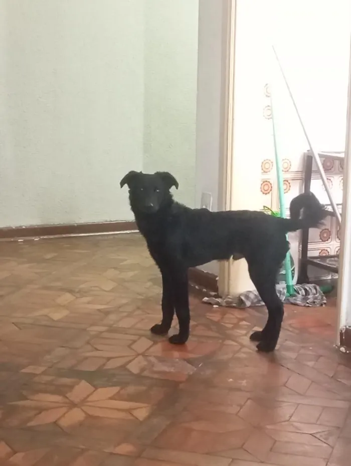 Cachorro raça SRD-ViraLata idade 7 a 11 meses nome Rex