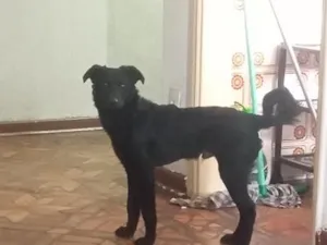 Cachorro raça SRD-ViraLata idade 7 a 11 meses nome Rex
