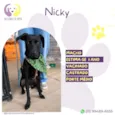 Nicky