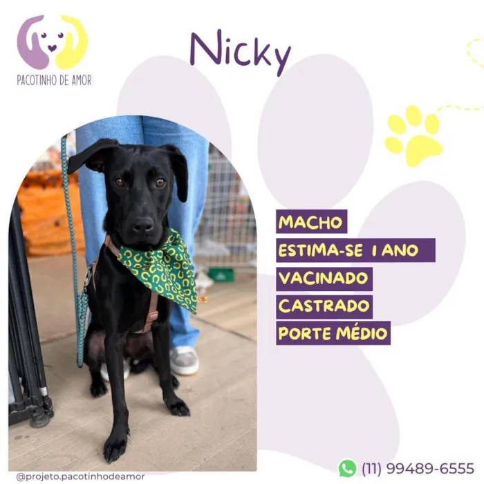 Cachorro raça SRD-ViraLata idade 1 ano nome Nicky