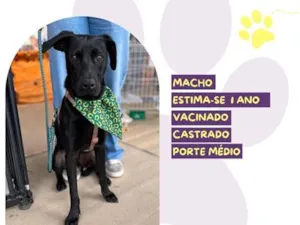 Cachorro raça SRD-ViraLata idade 1 ano nome Nicky