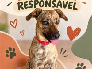 Cachorro raça SRD-ViraLata idade 1 ano nome Ravena