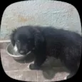 bob