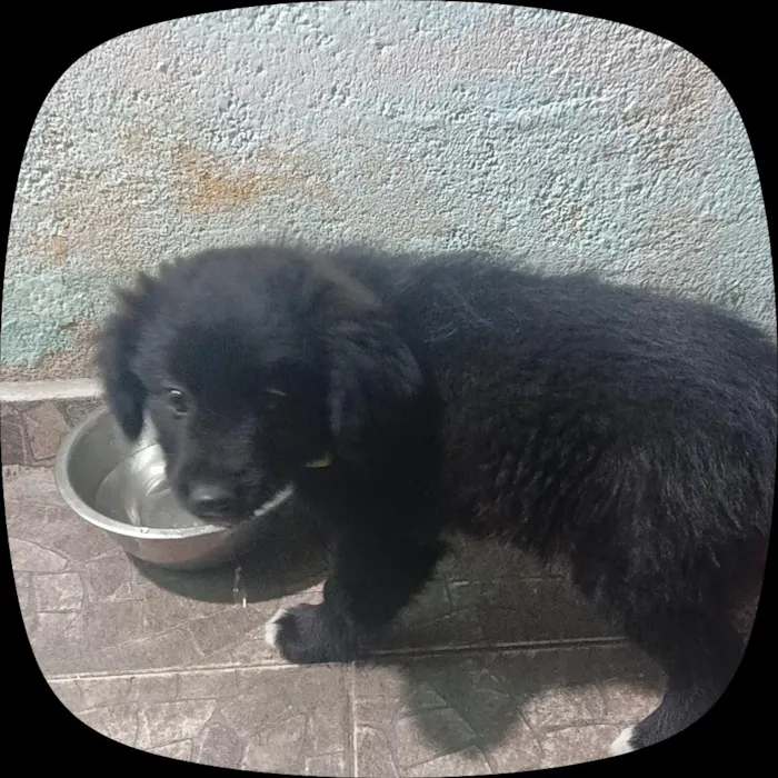 Cachorro raça SRD-ViraLata idade 2 a 6 meses nome bob