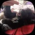 bob