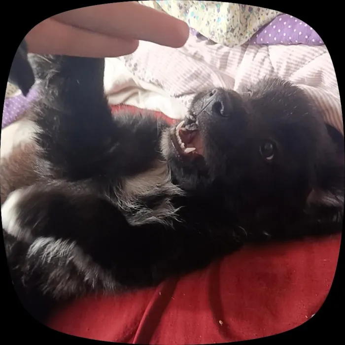 Cachorro raça SRD-ViraLata idade 2 a 6 meses nome bob