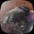 bob