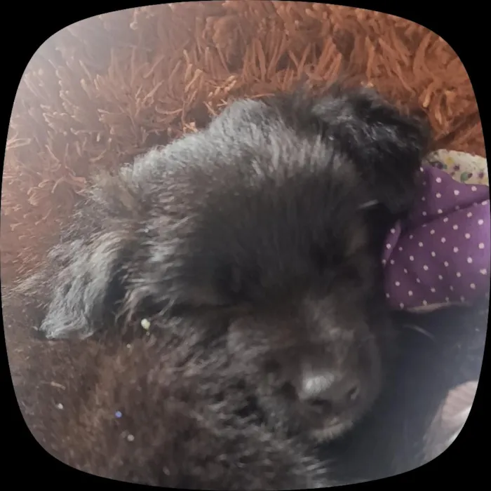 Cachorro raça SRD-ViraLata idade 2 a 6 meses nome bob