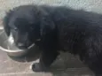 bob