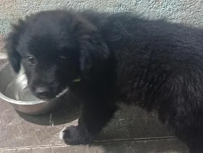 Cachorro raça SRD-ViraLata idade 2 a 6 meses nome bob