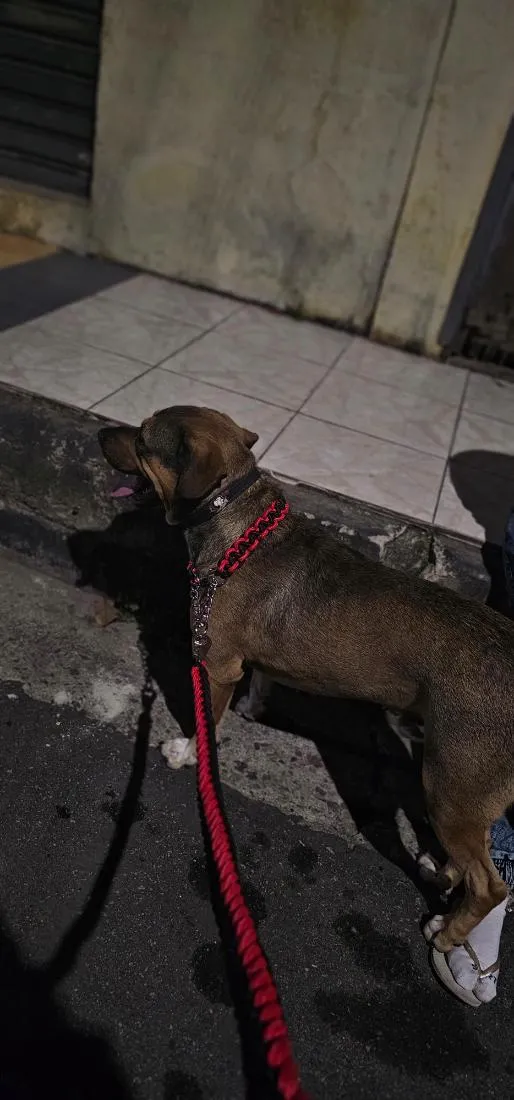 Cachorro raça SRD-ViraLata idade 3 anos nome Mike