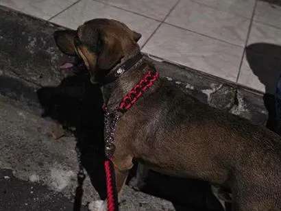 Cachorro raça SRD-ViraLata idade 3 anos nome Mike