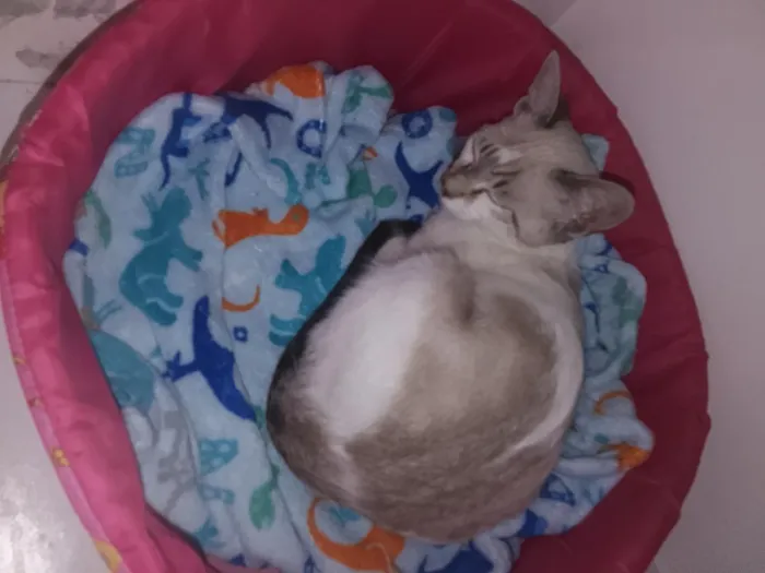 Gato raça SRD-ViraLata idade 2 a 6 meses nome ciamesa