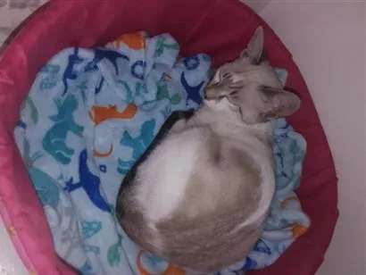 Gato raça SRD-ViraLata idade 2 a 6 meses nome ciamesa