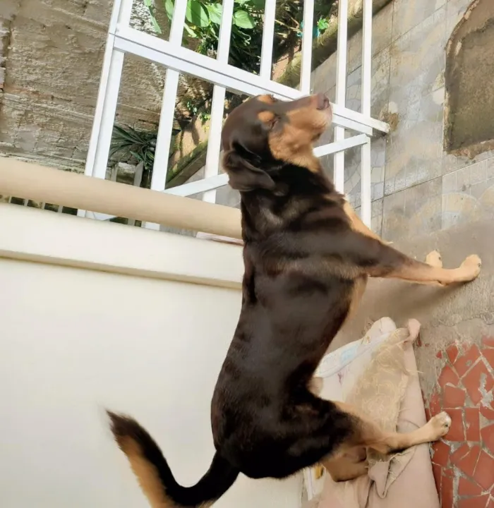 Cachorro raça Labrador idade 4 anos nome Bob