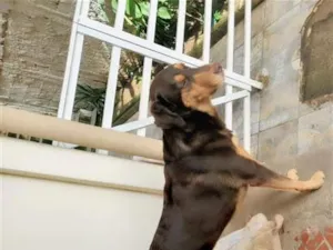 Cachorro raça Labrador idade 4 anos nome Bob