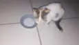 maya