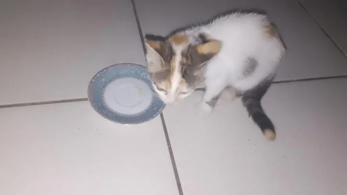 Gato raça SRD-ViraLata idade 2 a 6 meses nome maya