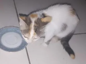 Gato raça SRD-ViraLata idade 2 a 6 meses nome maya