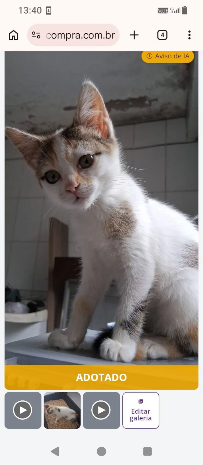 Gato raça SRD-ViraLata idade 2 a 6 meses nome maya