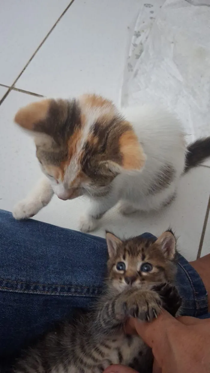 Gato raça SRD-ViraLata idade 2 a 6 meses nome maya