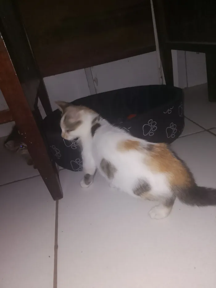 Gato raça SRD-ViraLata idade 2 a 6 meses nome maya