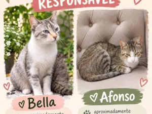 Gato raça SRD-ViraLata idade 1 ano nome Bella e Afonso