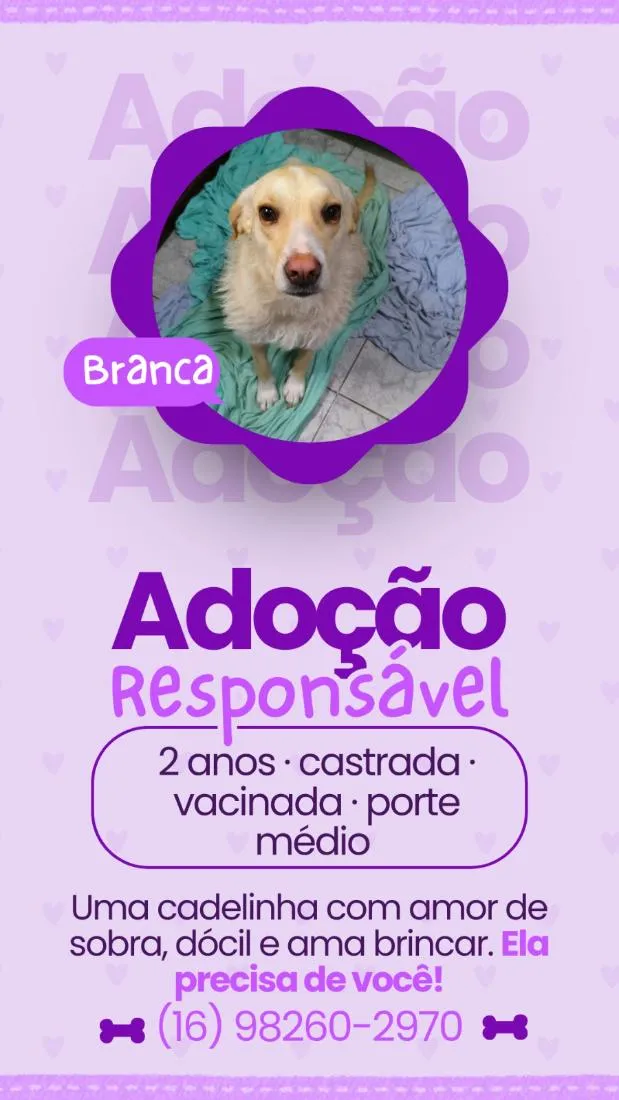 Cachorro raça SRD-ViraLata idade 2 anos nome Branca