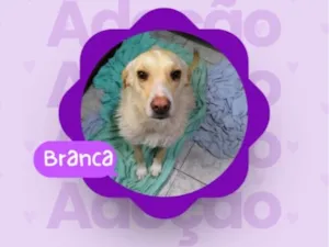 Cachorro raça SRD-ViraLata idade 2 anos nome Branca