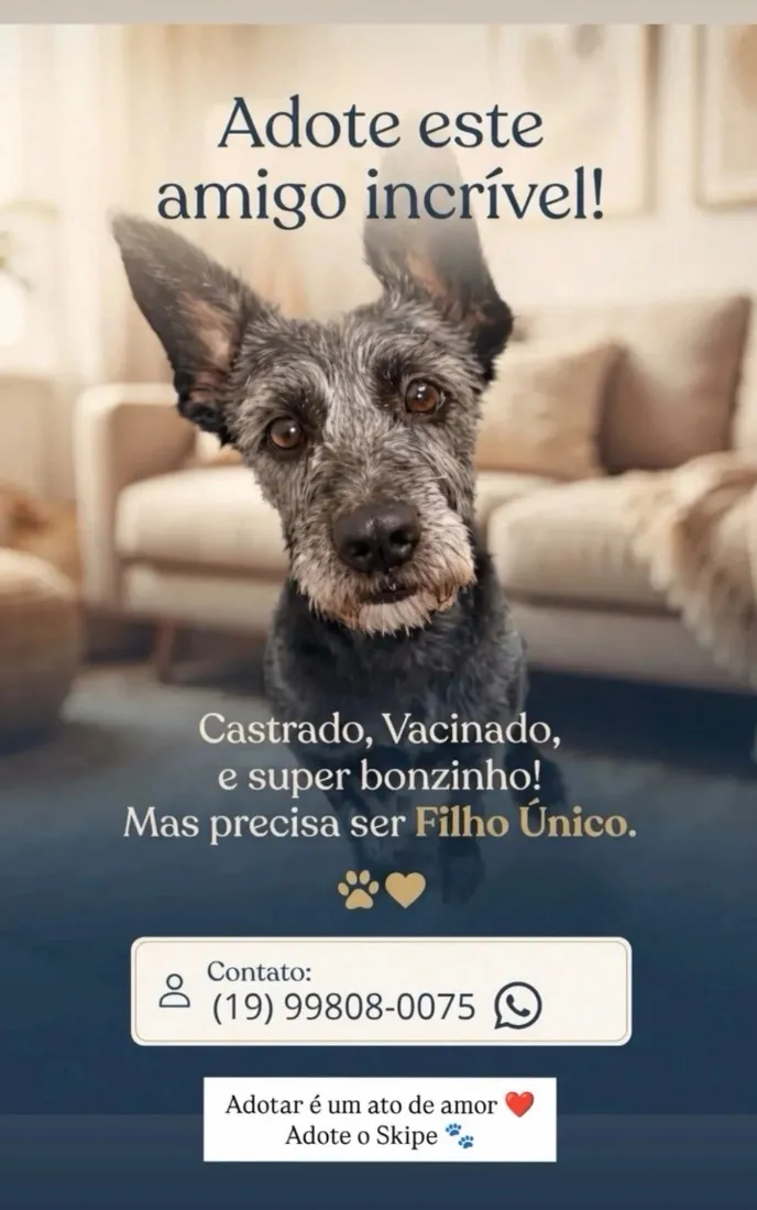 Cachorro raça SRD-ViraLata idade 3 anos nome Spike