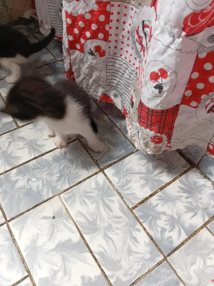Gato raça SRD-ViraLata idade 2 a 6 meses nome Filhotes