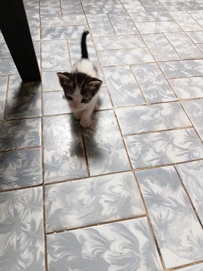 Gato raça SRD-ViraLata idade 2 a 6 meses nome Filhotes