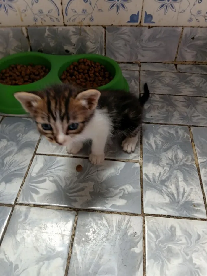 Gato raça SRD-ViraLata idade 2 a 6 meses nome Filhotes