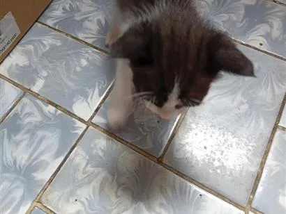Gato raça SRD-ViraLata idade 2 a 6 meses nome Filhotes