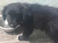 bob