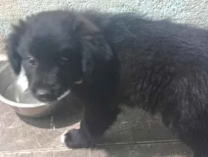 Cachorro raça SRD-ViraLata idade 2 a 6 meses nome bob