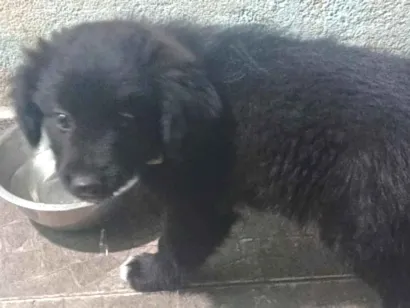 Cachorro raça SRD-ViraLata idade 2 a 6 meses nome bob