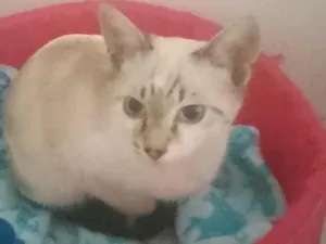 Gato raça SRD-ViraLata idade 2 a 6 meses nome ciamesa