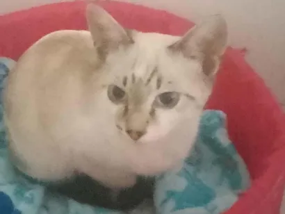 Gato raça SRD-ViraLata idade 2 a 6 meses nome creminho