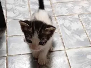 Gato raça SRD-ViraLata idade 2 a 6 meses nome Filhotes