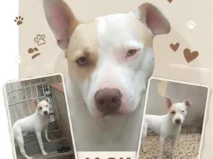 Cachorro raça SRD-ViraLata idade 2 anos nome Jack