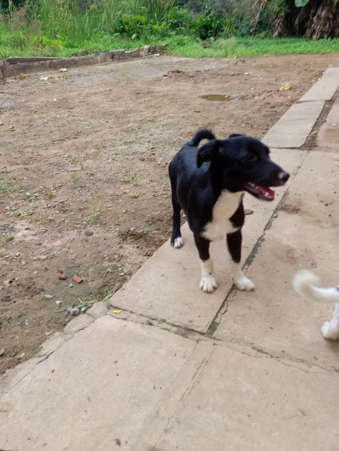 Cachorro raça SRD-ViraLata idade 2 a 6 meses nome sky, nina, aurora, Hulk e black