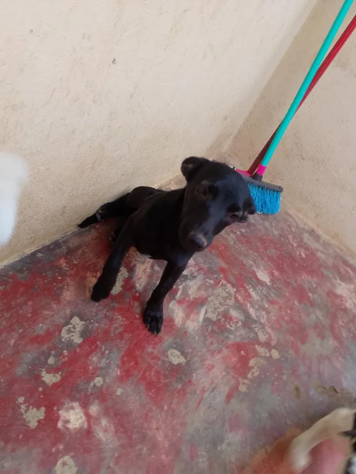 Cachorro raça SRD-ViraLata idade 2 a 6 meses nome sky, nina, aurora, Hulk e black