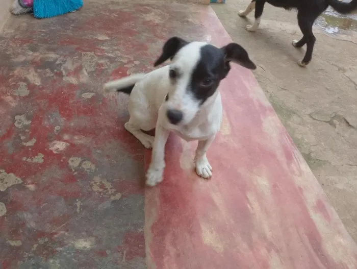 Cachorro raça SRD-ViraLata idade 2 a 6 meses nome sky, nina, aurora, Hulk e black