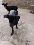 sky, nina, aurora, Hulk e black